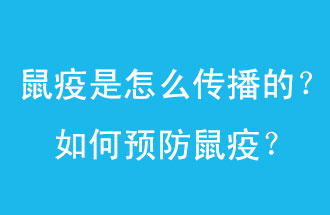 鼠疫是怎么傳播的？如何預防鼠疫？